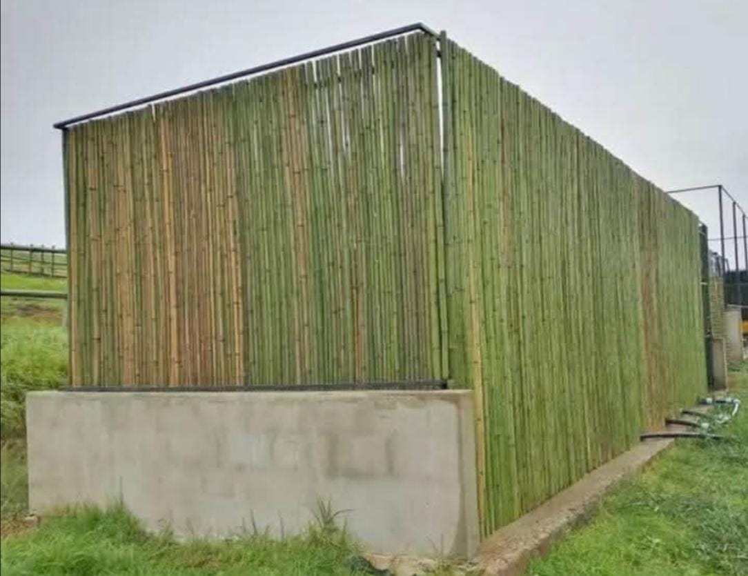 Bamboo boundary fencing KZN